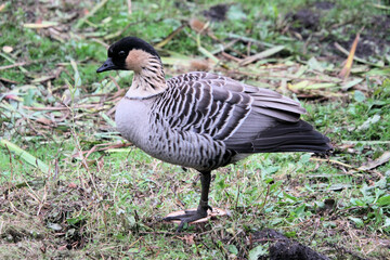 A close up of a Hawaiian Goose