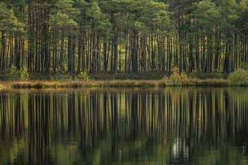 Fototapeta premium Up and down forest