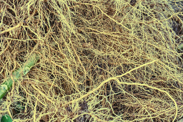 The roots of plants are similar to vessels and capillaries close-up. Textured thick roots