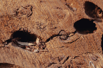 Texture of cut old tree stump with annual rings and cracks. Wooden texture