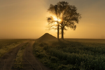 Moody sunrise in the field
