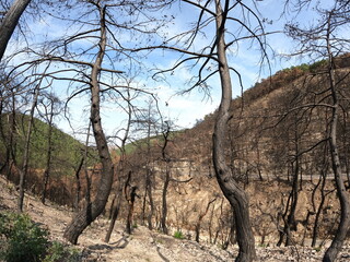 Forest disaster. Wildfire aftermath 