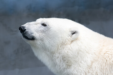 Naklejka na ściany i meble sleepy polar bear