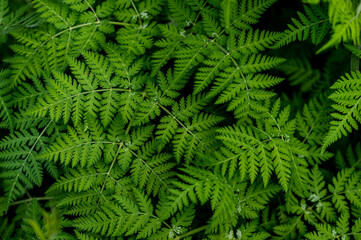 Fototapeta na wymiar Top view on fern with black background