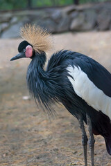 black crowned crane  © Evgeniya Pechenina