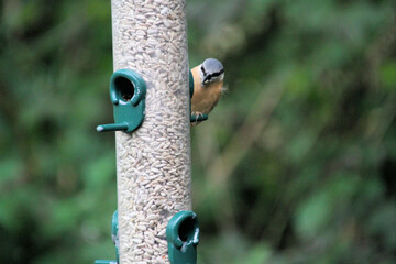 A close up of a Nuthatch on a bird feeder