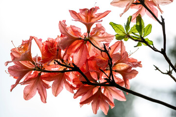 Exotic and beautiful flowers in the botanical garden of Hamburg