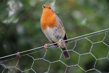 A close up of a Robin