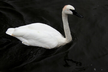 A close up of a Trumpeter Swan