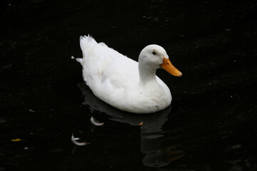 A close up of a White Duck