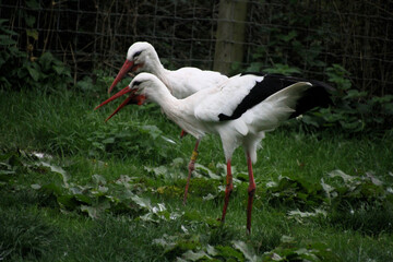 A close up of a White Stork