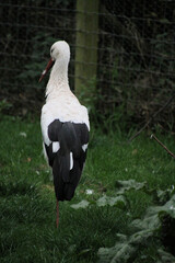 A close up of a White Stork