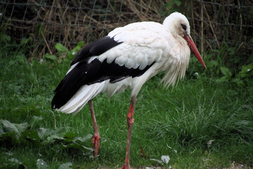 A close up of a White Stork