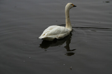 Fototapeta premium A close up of a Whooper Swan
