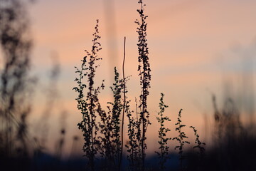 Silhouette of grass. On the Sunset. Orange tones of the sky. Sunset in winter. Photo background