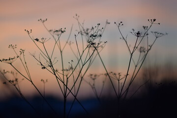 Silhouette of grass. On the Sunset. Orange tones of the sky. Sunset in winter. Photo background