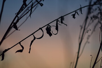 Silhouette of grass. On the Sunset. Orange tones of the sky. Sunset in winter. Photo background