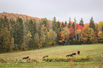 Field of Lowline Angus Cows Surrounded By Autumn Trees in Forest on a Foggy Morning