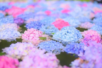 久安寺の紫陽花