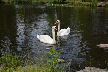 group of white Swan, the spring season birds, wildlife with swans and waterfowl during the spring, closeup