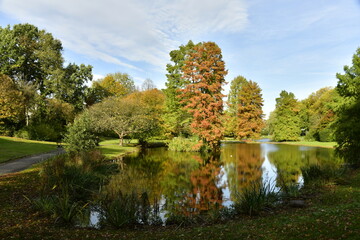 Fototapeta na wymiar Contraste incroyable entre le vert et le brun d'une espèce de conifères en automne aux étangs du Leybeek à Watermael-Boitsfort 