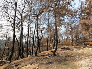 Forest disaster. Wildfire aftermath 