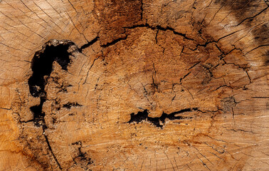 Texture of cut old tree stump with annual rings and cracks. Wooden texture