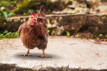 Brown hens posing, Laying hens farmers concept.