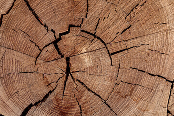 Texture of cut old tree stump with annual rings and cracks. Wooden texture