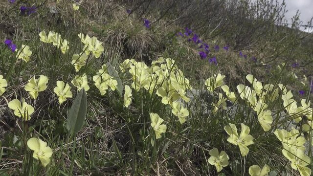 Altai Violets (Viola altaica) in the alpine meadows of Altai mountains. Variable coloring of flowers (yellow morph and blue one behind )