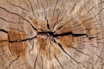 Texture of cut old tree stump with annual rings and cracks. Wooden texture