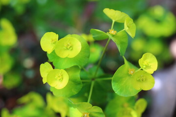 wilczomlecz migdałowcolistny Purpurea Euphorbia amygdaloides