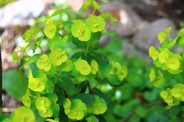 wilczomlecz migdałowcolistny Purpurea Euphorbia amygdaloides