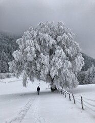 Reifbedeckter Baum mit Wanderer im Winternebel