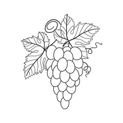 Bunch of grapes contour, hand drawn vector drawing