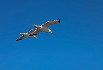 Beautiful footage of two seagulls flying in the sky