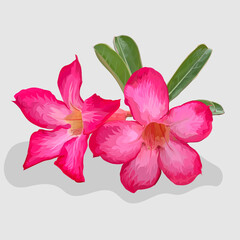 lily flower Realistic hand drawn illustrations and vectors