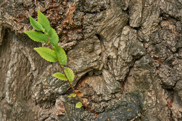 Small green branch on a big tree