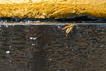 Wasp on black and gold background