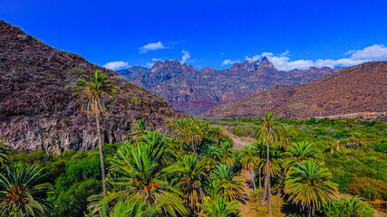 Fototapeta na wymiar Juncalito Palm Tree Mountains 867