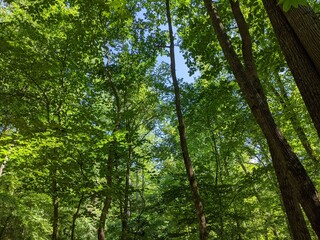 Eastern Forest Tree Canopy with sky