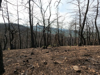 Forest disaster. Wildfire aftermath 