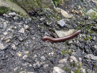 Large millipede on gravel trail