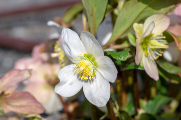 Helleborus niger white pink early winter flowering plant, amazing mountain flowers in bloom