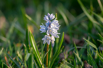 Puschkinia scilloides early spring bulbous flowers in bloom, small white and blue flowering plant, called striped lebanon squill