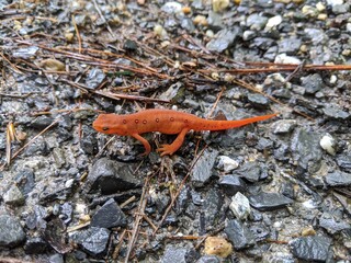 Orange salamander red eft eastern spotted newt on gravel