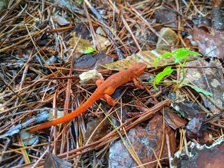 Orange Salamander Red Eft Eastern spotted newt on pine needles