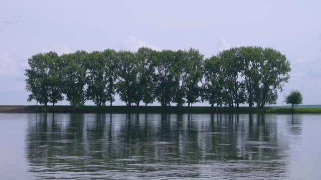 A beautiful poplar grove on the bank of the river. View from the water