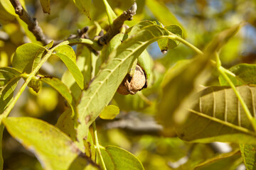 Fototapeta na wymiar Walnut tree with ripe walnut fruit on branch