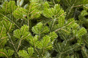 Background of Christmas tree green branches